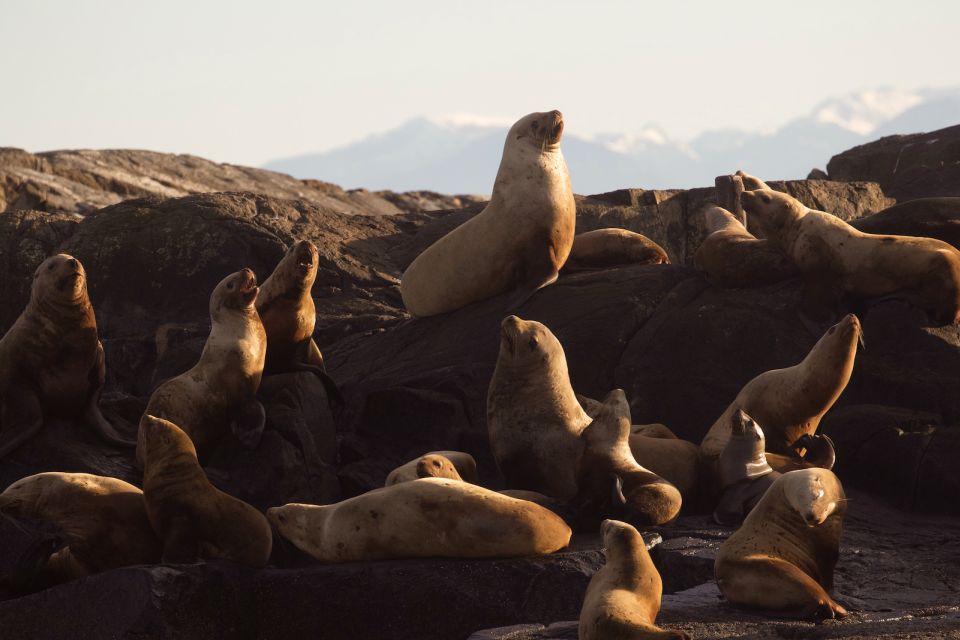 Victoria: Sunset Whale Watching Tour - Key Points