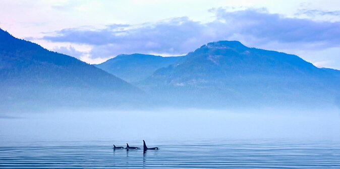 Victoria Whale Watch Tour - Key Points