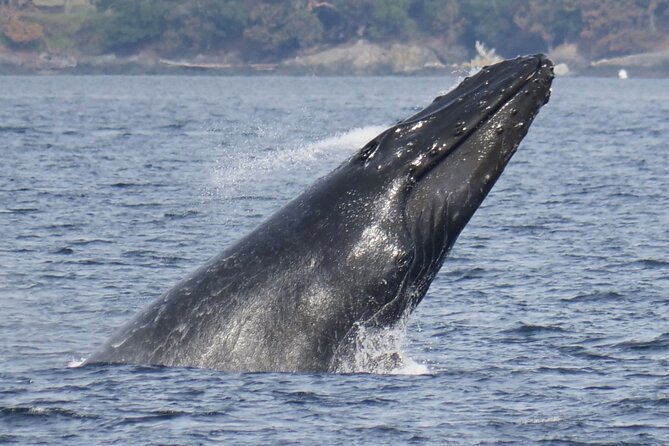 Victoria Whale Watching Tour by Zodiac - Tour Highlights