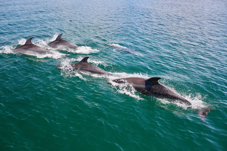 Vilamoura: Boat Tour Dolphin Quest - Key Points