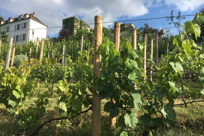 Vineyard Visit and Wine Tasting in Clos Montmartre - Activity Overview