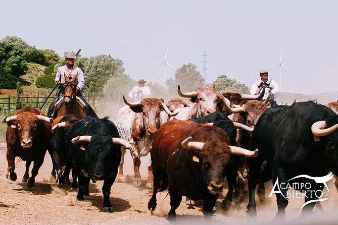 Visit Alvaro Domecq Horses and Brave Bulls in Freedom - Key Points