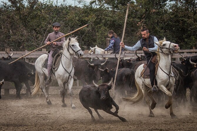 Visit and Discovery in the Heart of the Camargue - Key Points