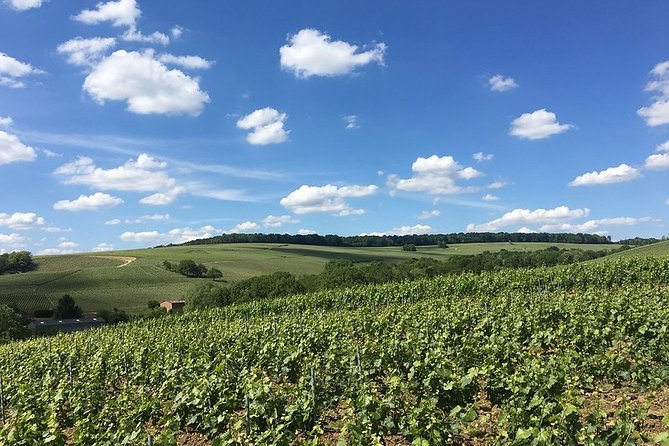 Visit of the Vineyard & Tasting of 5 Champagnes Japanese Assistant & Transport - Key Points