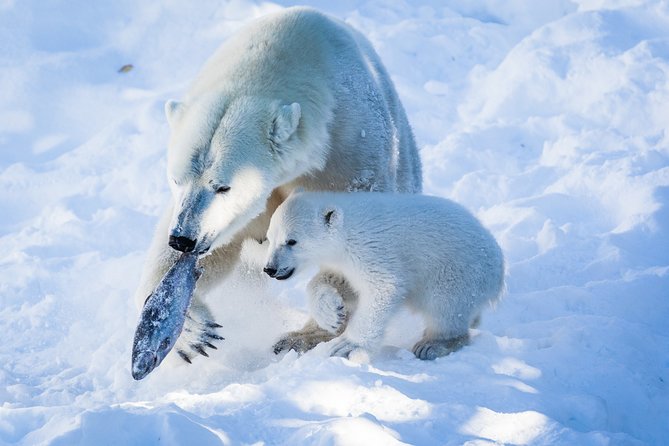 Visit Ranua Arctic Wildlife Park From Kemi - Key Points