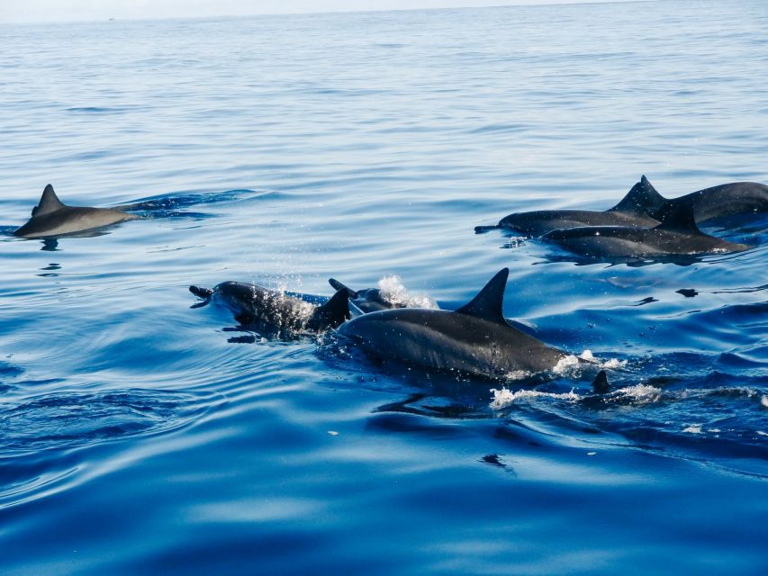 Vrsar: Dolphin Watching Boat Ride - Key Points