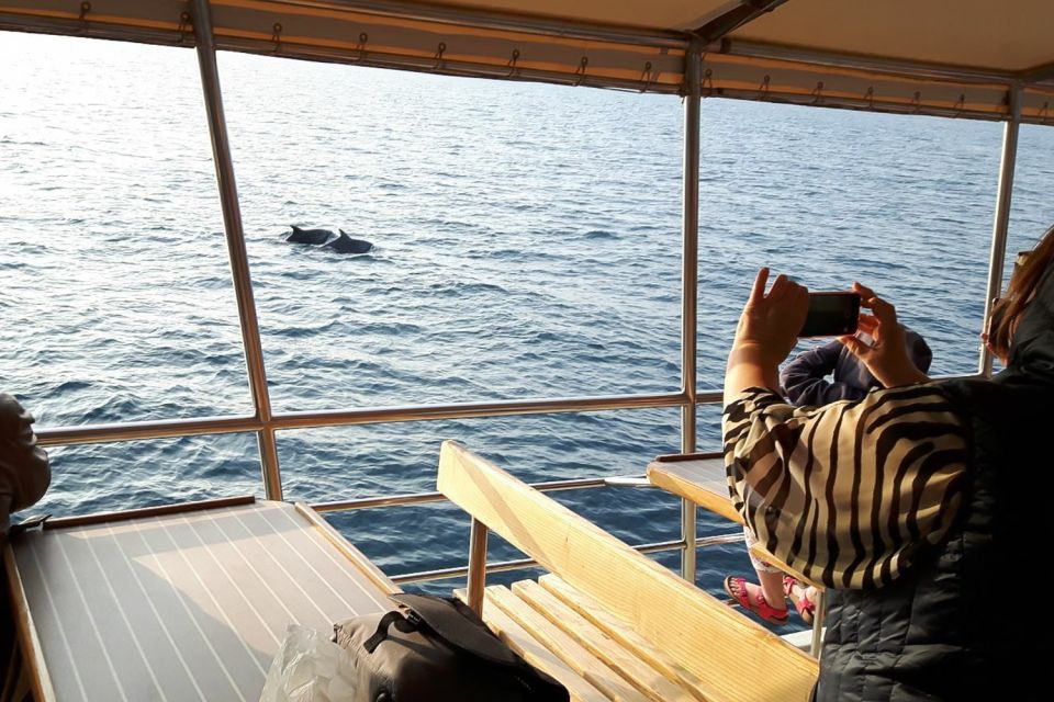 Vrsar: Dolphin Watching Boat Tour Including Drinks - Activity Details