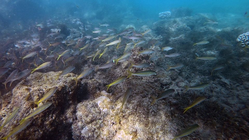 Waikiki: Honolulu Beginner Scuba Diving With Videos - Key Points