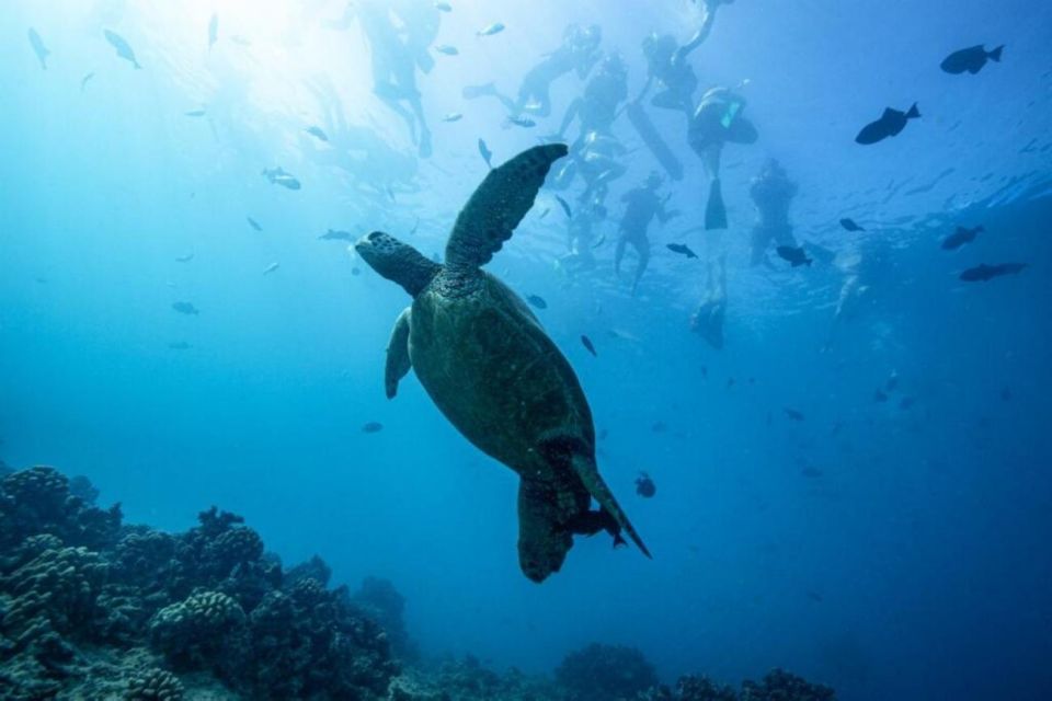 Waikiki: Snorkel Tour With Hawaiian Green Sea Turtles - Key Points