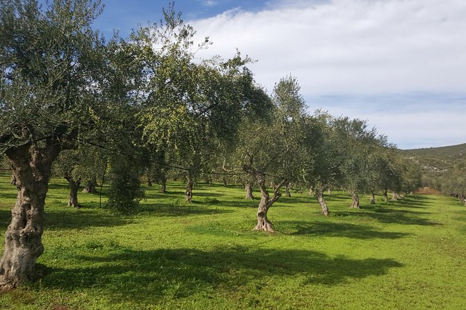 Walk at the Paths of Olive Groves and Vineyards in Monemvasia - Key Points