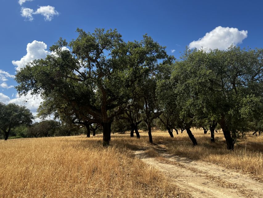 Walk on the Alentejo Cork Forest With Optional Lunch - Key Points