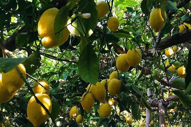 Walking Tour From Minori to Maiori Along the Path of the Lemons - Key Points