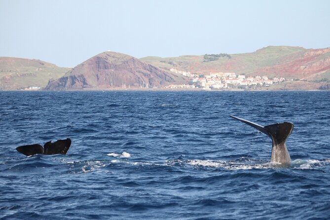 Whale and Dolphin Watching Tour - Funchal - Key Points