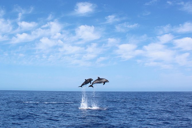 Whale and Dolphin Watching Tour in Madeira - Key Points