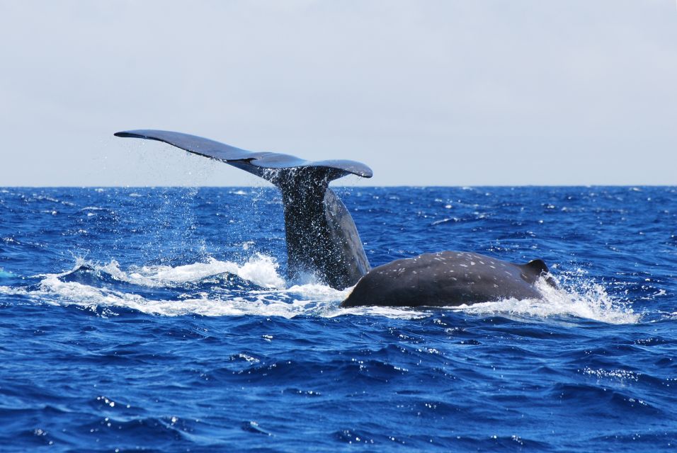 Whale and Dolphin Watching With Vila Franca Islet Visit - Key Points
