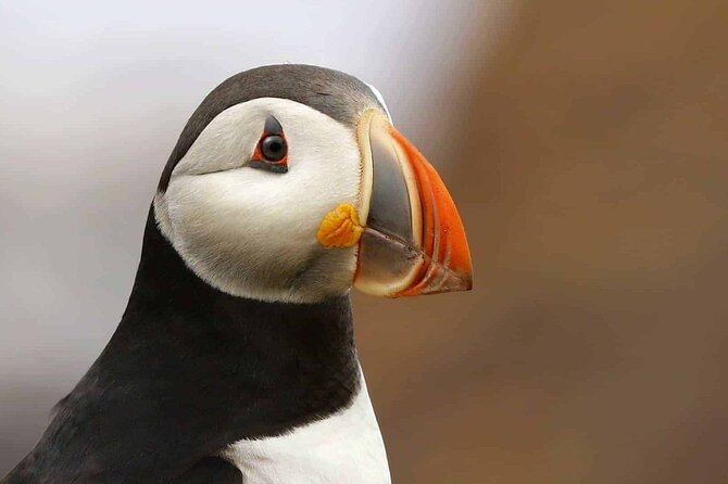 Whale and Puffin Watching Tour - Key Points