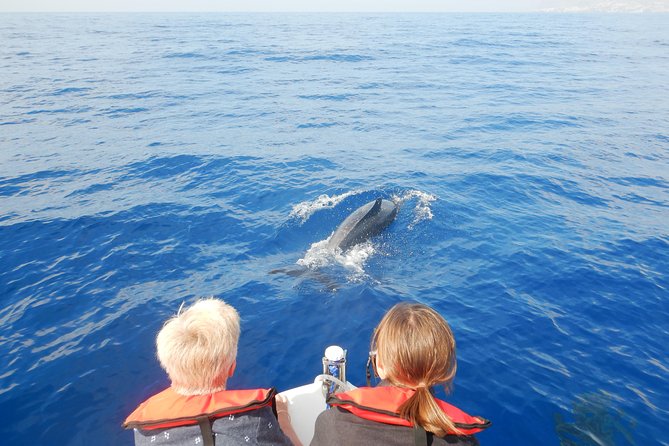 Whale, Dolphin and Turtles Watching - Key Points