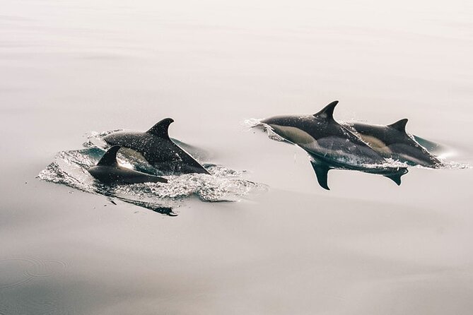 Whale & Dolphin Watching Boat Trip in Tenerife On a Sailing Boat (3 Hr) - Key Points