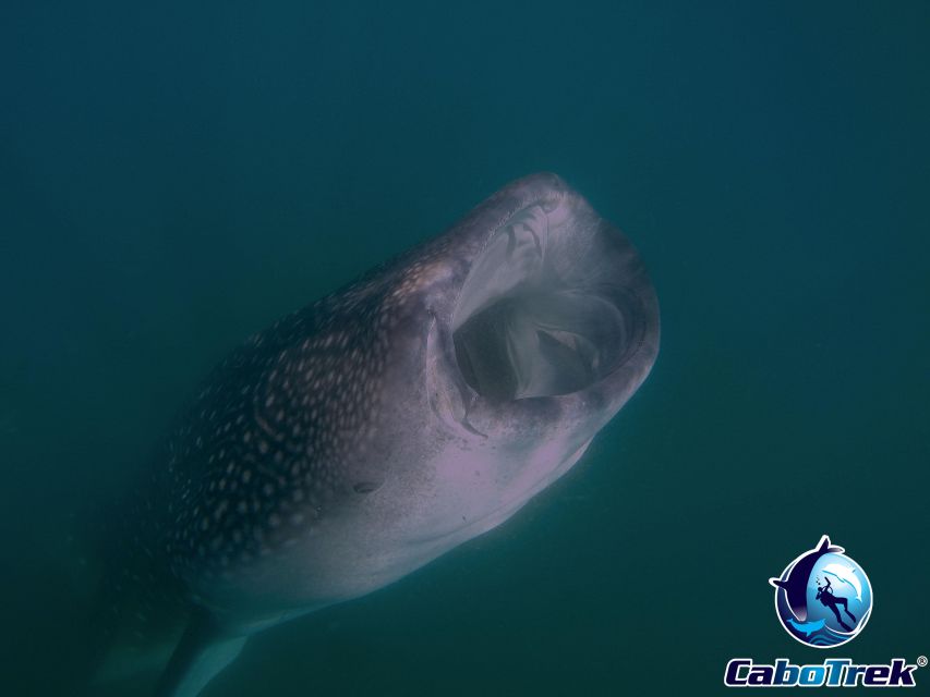 Whale Shark Experience - Key Points