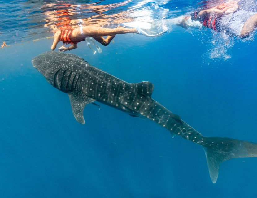 Whale Shark Snorkeling Tour - Key Points