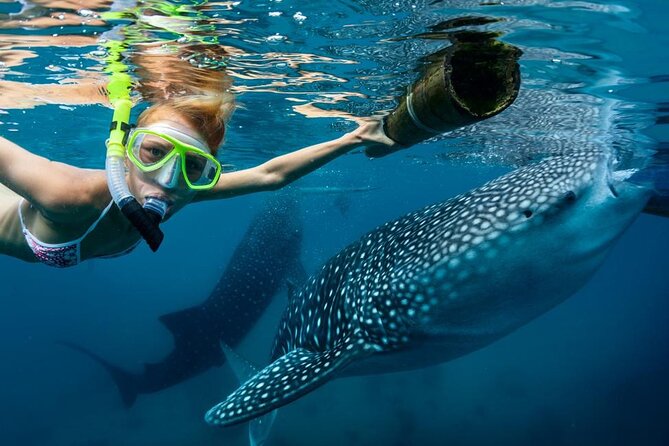 Whale Shark Swimming, Sumilon Sandbar and Kawasan Falls Tour - Key Points