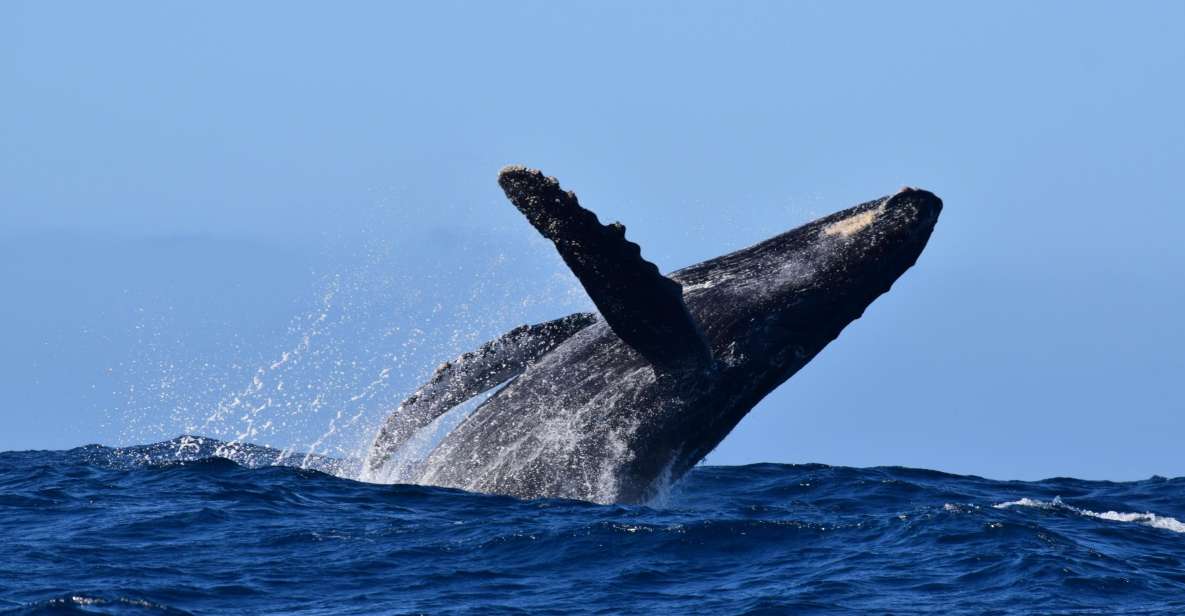 Whale Watch Cabo: Group Whale Watching Tour - FREE Photos - Key Points