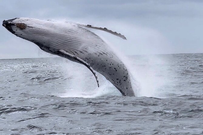 Whale Watching Australia Experience (3hours) - Key Points