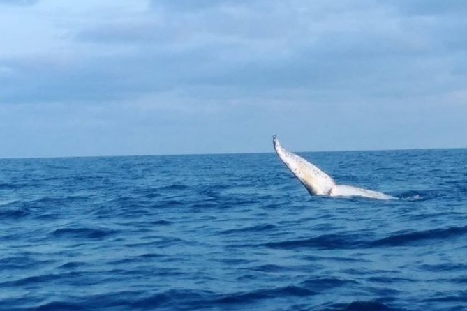 Whale Watching Boat Tour in Geraldton - Key Points