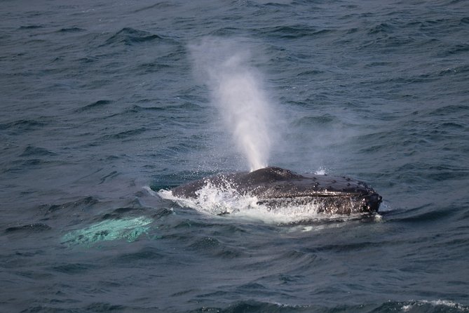 Whale-Watching Boat Tour With Expert Guide From Reykjavik - Key Points