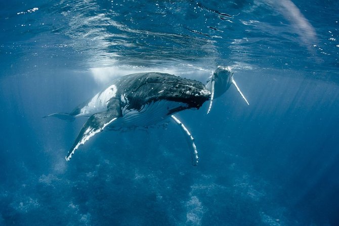Whale Watching Bora Bora - Key Points