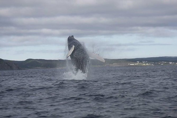 Whale Watching Marine Wildlife Excursion by Kayak - Key Points