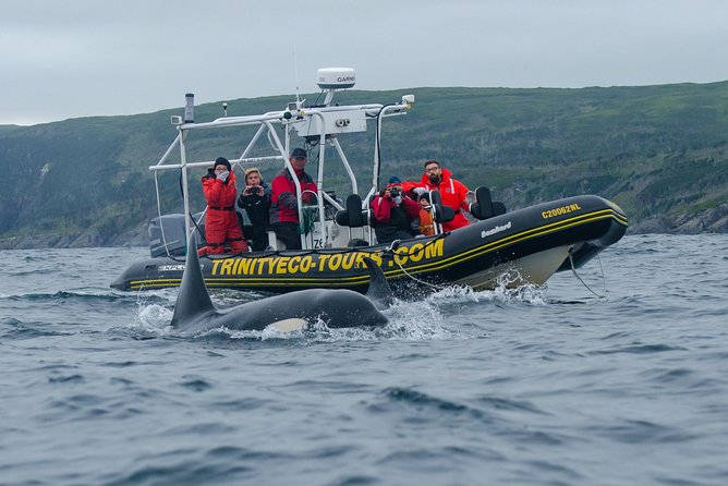 Whale Watching Tour by Zodiac and Tow N Go Kayak With 2-Nights Accomm. Package - Key Points