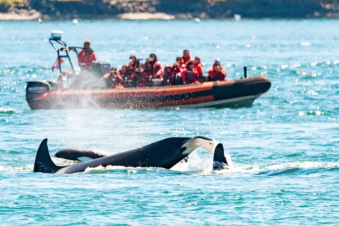 Whale Watching Tour in a Zodiac Boat in Victoria - Key Points