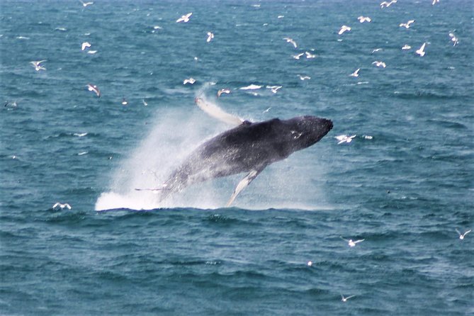 Whale Watching Tour With Professional Guide From Reykjavik - Key Points