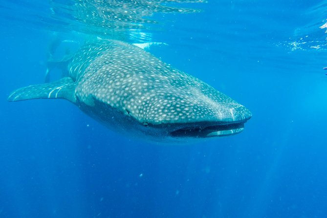 Whales Watching Mirissa - Key Points