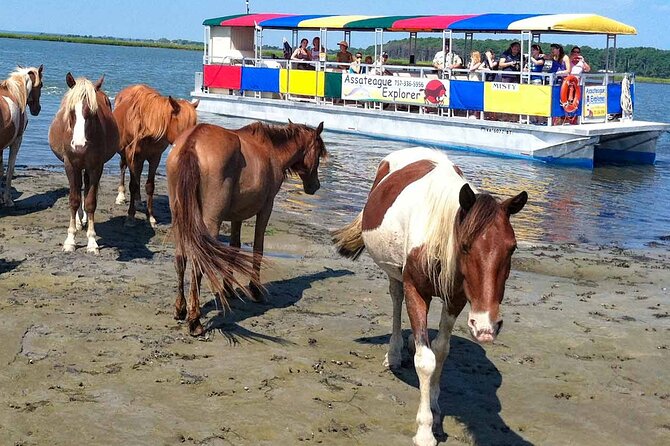 Wild Pony Watching Boat Tour From Chincoteague to Assateague - Key Points