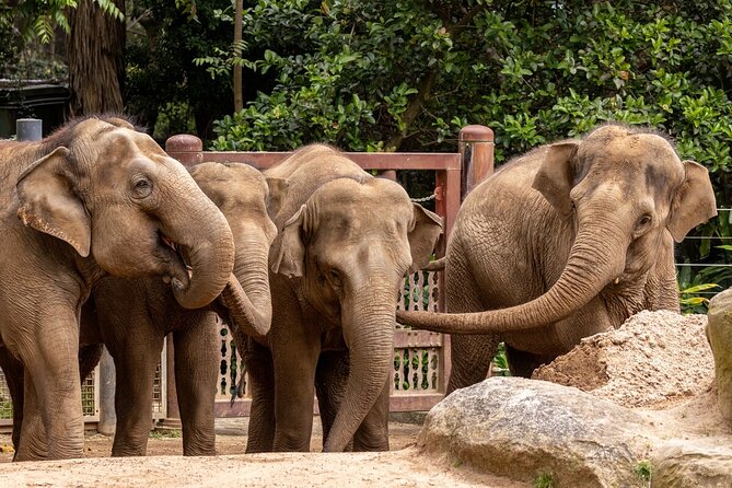 Wild Tales - Elephants at Melbourne Zoo - Key Points