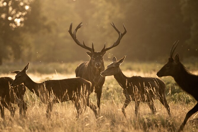 Wildlife Photography Workshop in Richmond Park in London - Key Points