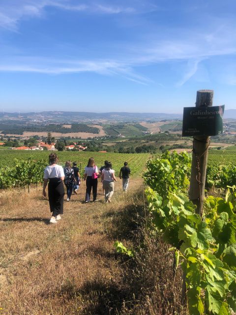 Wine Tasting in Typical Portuguese Cellar - Key Points