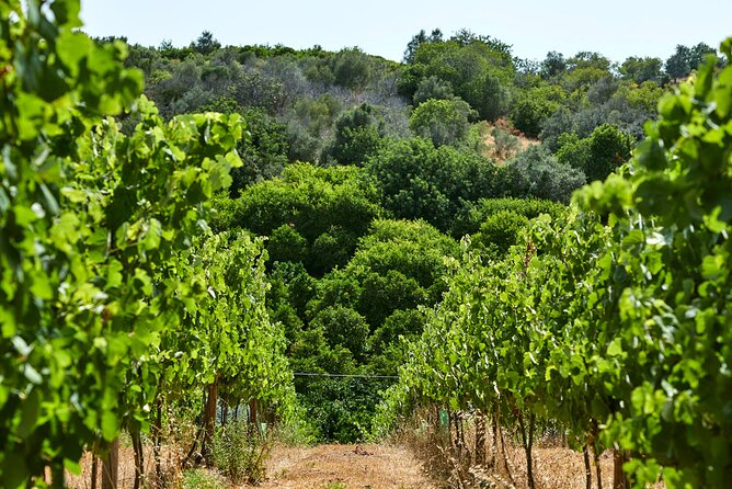 Wine Tasting Tour in Algarve Winery - Key Points