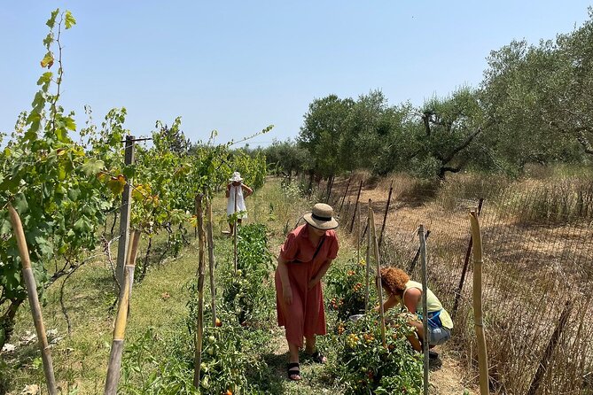 Winery Tour and Tasting in Corfu With the Sommelier - Key Points