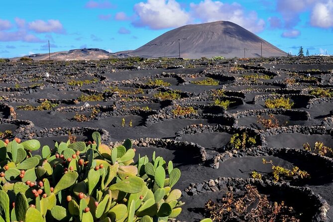 Winery Tour and Tasting in Tenerife With the Sommelier - Experience Highlights