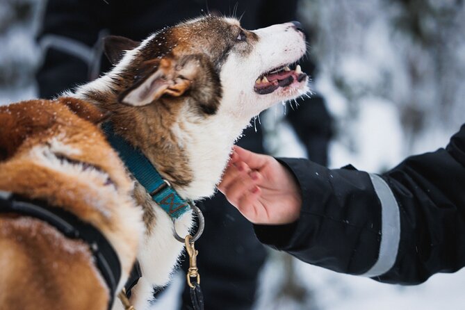 Winter Highlights: Snowmobile, Arctic Animals and Santas Village - Snowmobile Adventure