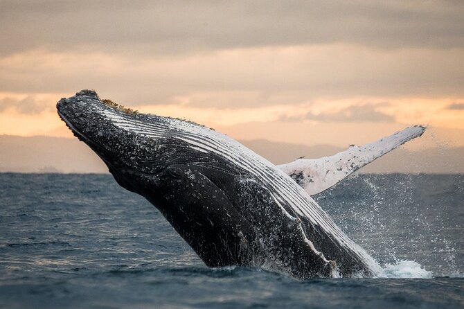 Winter Whale Watching Adventure in Kauai - Key Points