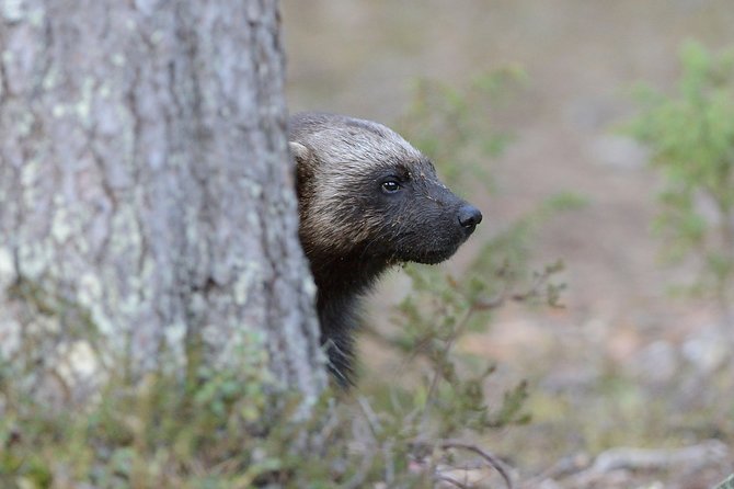 Wolverine Photography in Summer - Key Points