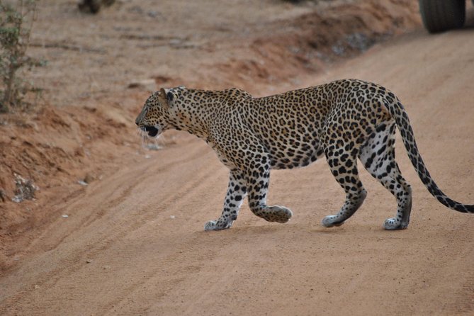 Yala 4h Jeep Safari From Bentota: Guided Wildlife Experience - Key Points