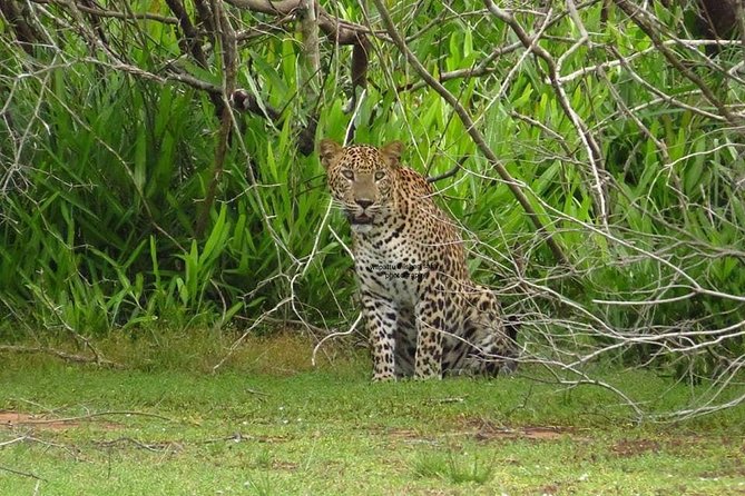 Yala National Park Private Safari - Key Points