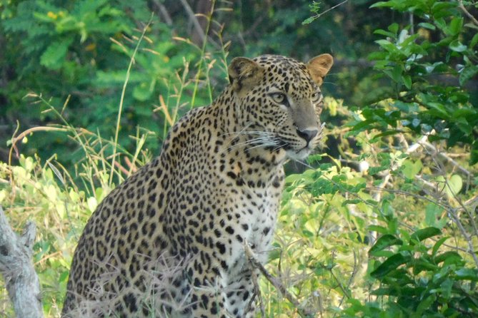 Yala National Park Safari PRIVATE TOURS - 3 Sessions - Key Points