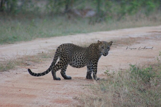 Yala Safari Private Day Tours in Yala National Park - Key Points