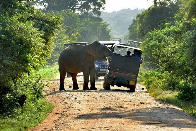 Yala Safari Tours - Key Points
